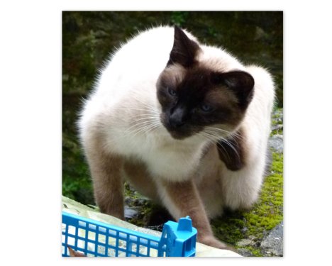 Picture of a cat / kitten / feline