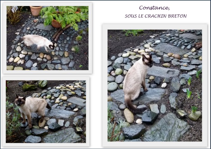 Picture of a cat / kitten / feline