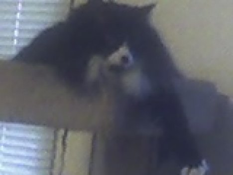 Picture of a cat / kitten / feline