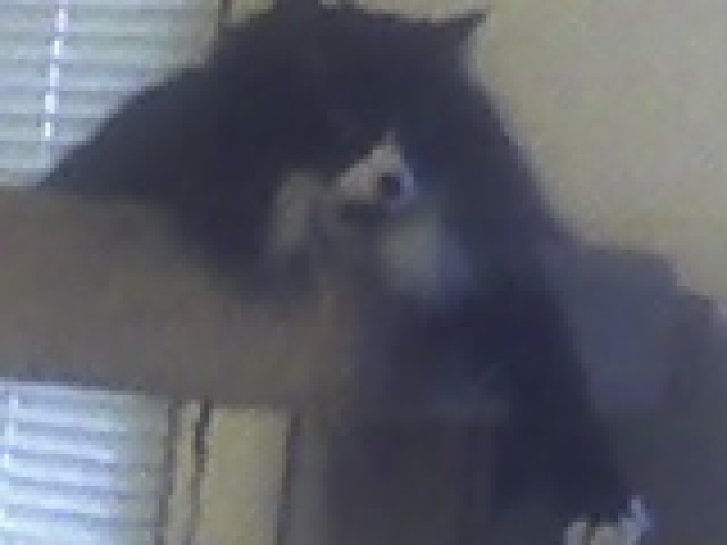 Picture of a cat / kitten / feline