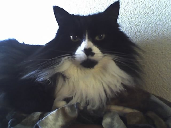 Picture of a cat / kitten / feline