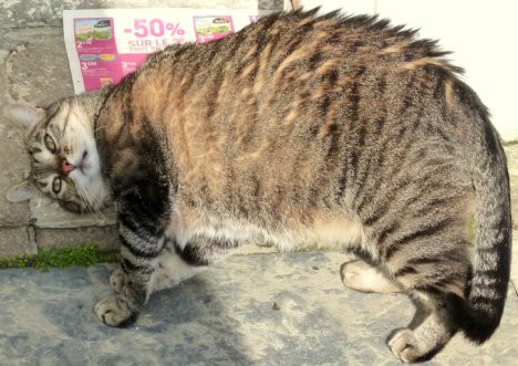 Picture of a cat / kitten / feline