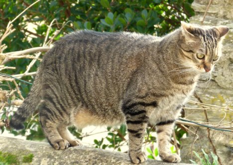 Picture of a cat / kitten / feline