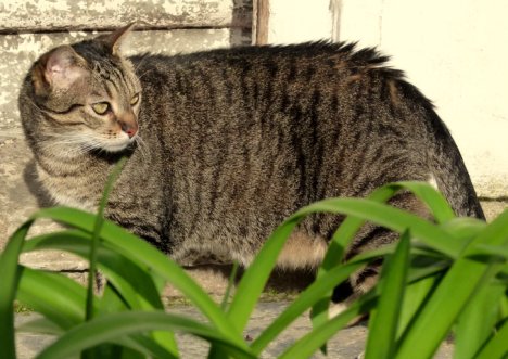 Picture of a cat / kitten / feline