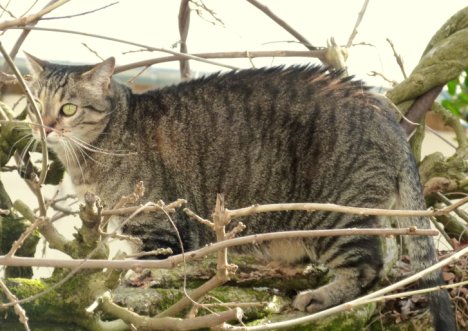 Picture of a cat / kitten / feline