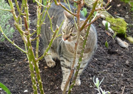 Picture of a cat / kitten / feline