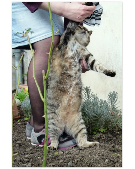 Picture of a cat / kitten / feline