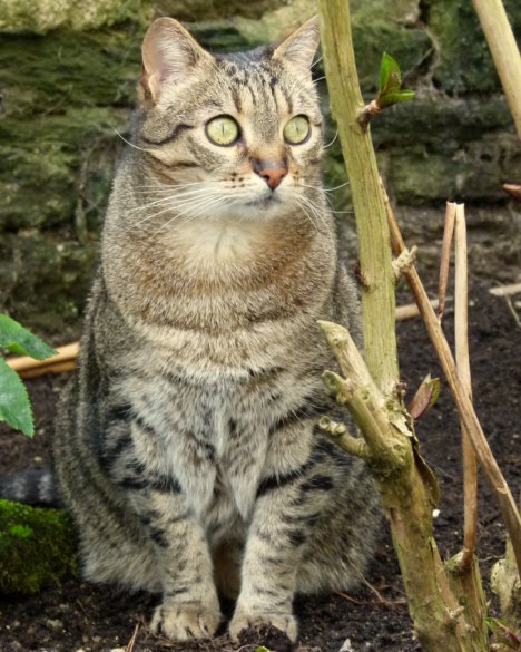 Picture of a cat / kitten / feline