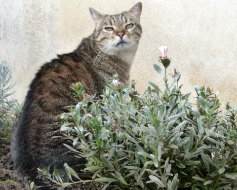 Picture of a cat / kitten / feline