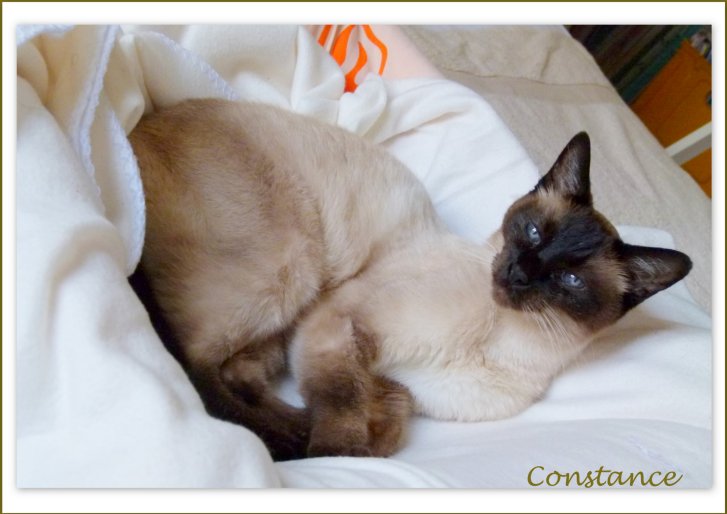 Picture of a cat / kitten / feline