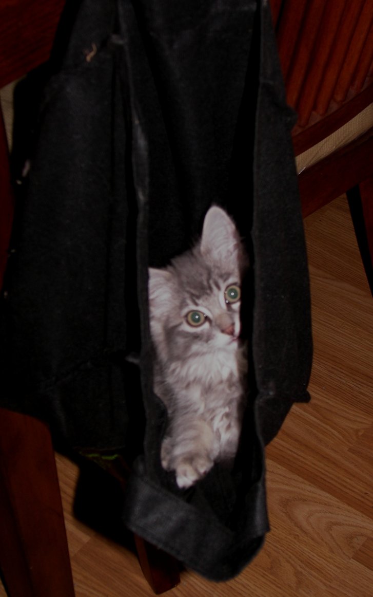 Picture of a cat / kitten / feline