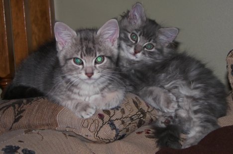 Picture of a cat / kitten / feline