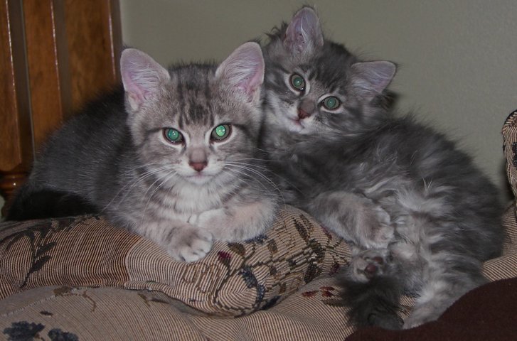 Picture of a cat / kitten / feline