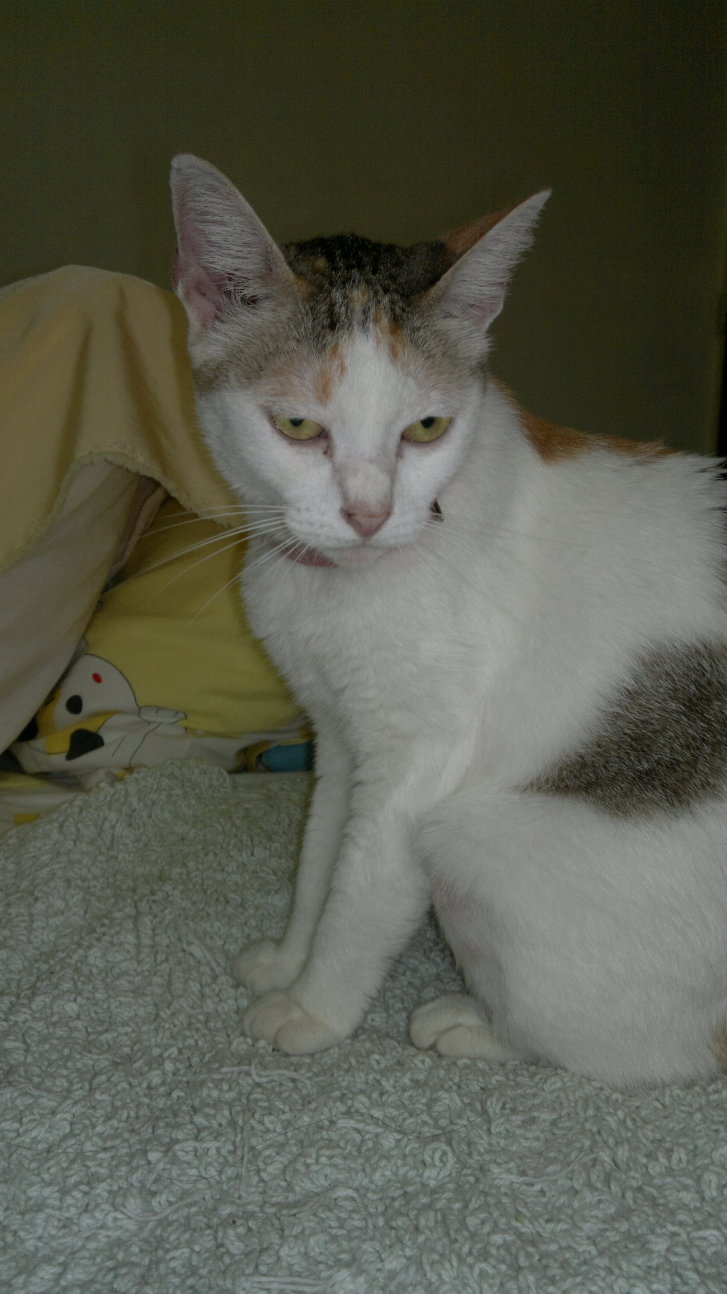 Picture of a cat / kitten / feline