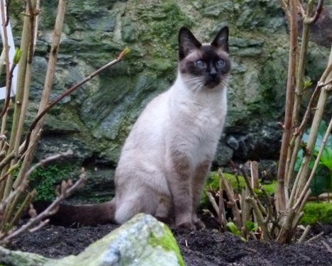 Picture of a cat / kitten / feline