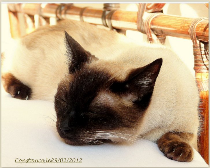 Picture of a cat / kitten / feline