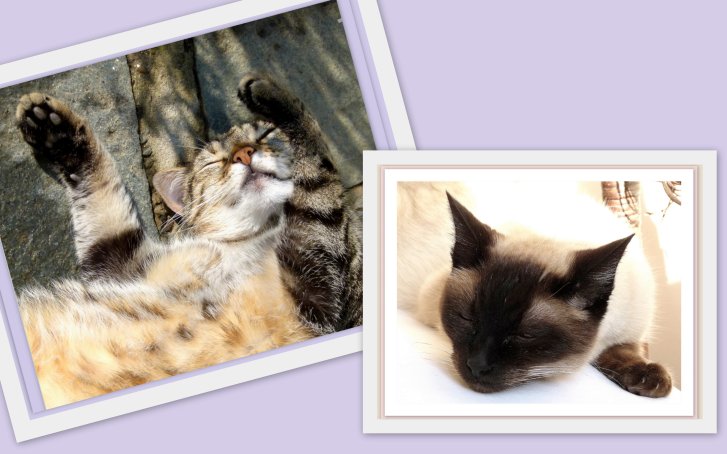 Picture of a cat / kitten / feline