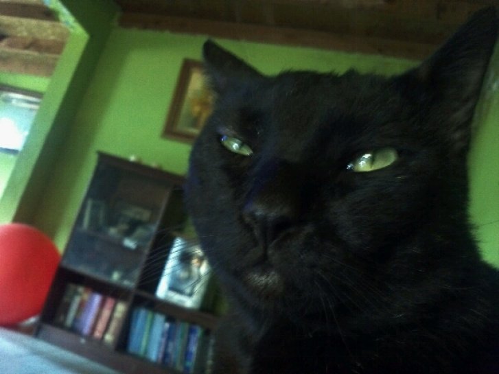 Picture of a cat / kitten / feline