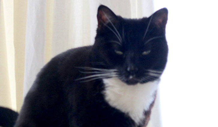 Picture of a cat / kitten / feline