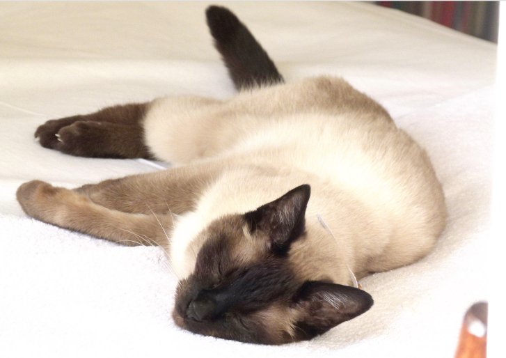 Picture of a cat / kitten / feline