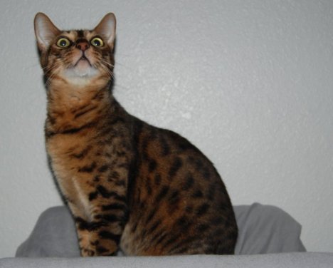 Picture of a cat / kitten / feline