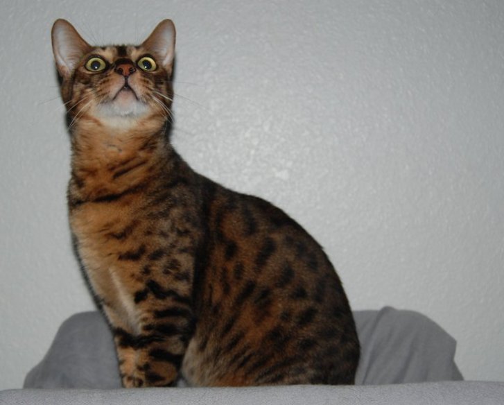 Picture of a cat / kitten / feline