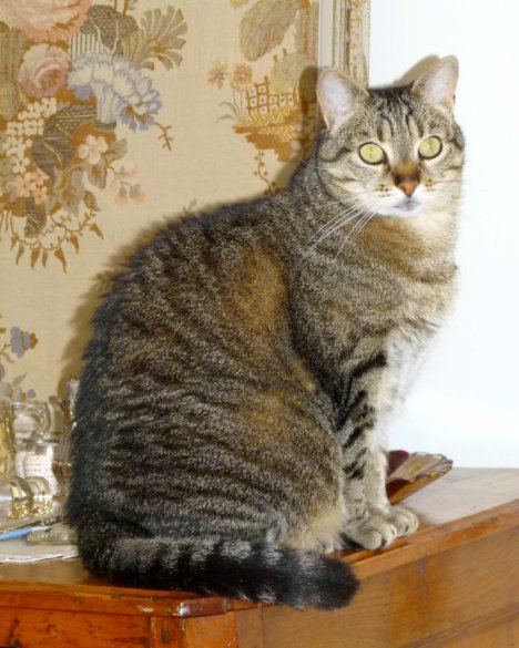 Picture of a cat / kitten / feline