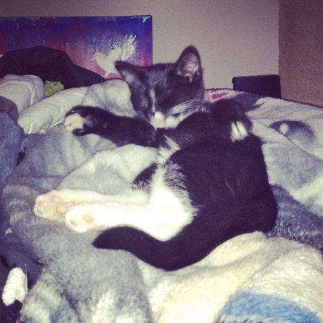 Picture of a cat / kitten / feline