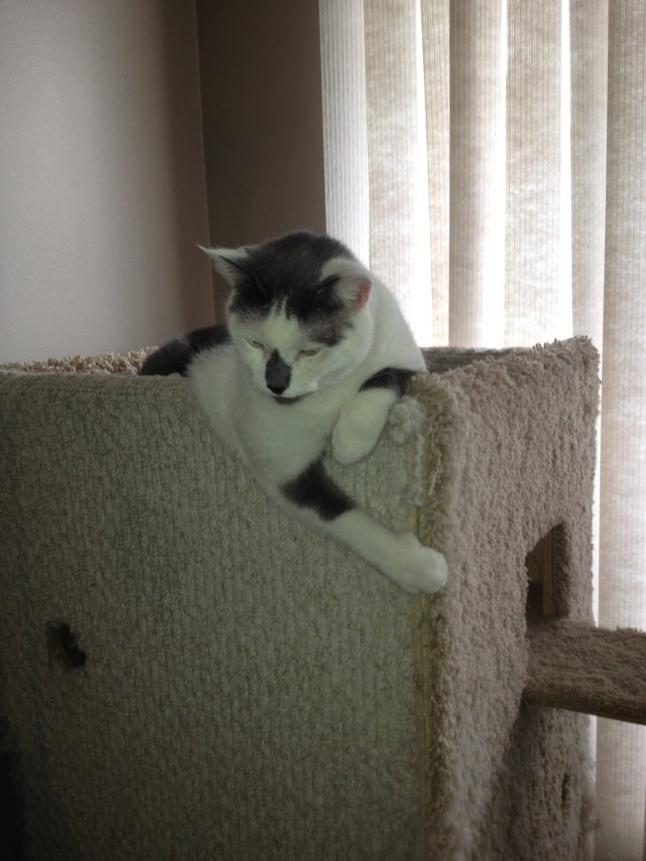 Picture of a cat / kitten / feline