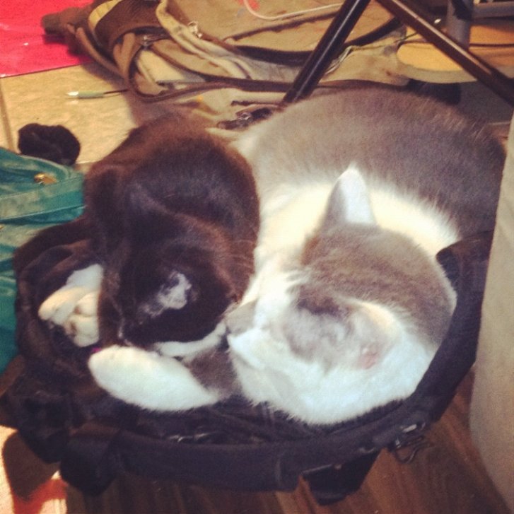 Picture of a cat / kitten / feline