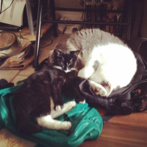 Picture of a cat / kitten / feline