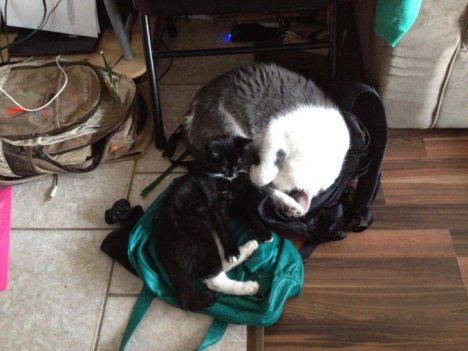 Picture of a cat / kitten / feline