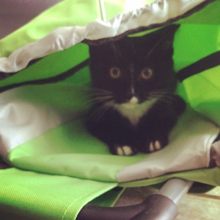 Picture of a cat / kitten / feline