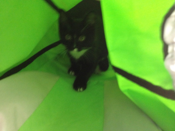 Picture of a cat / kitten / feline