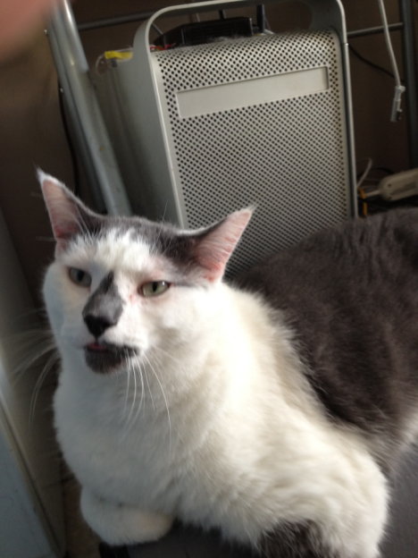 Picture of a cat / kitten / feline