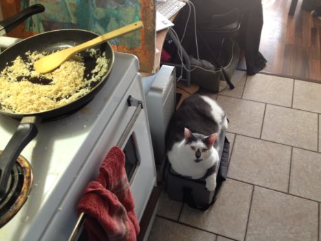 Picture of a cat / kitten / feline