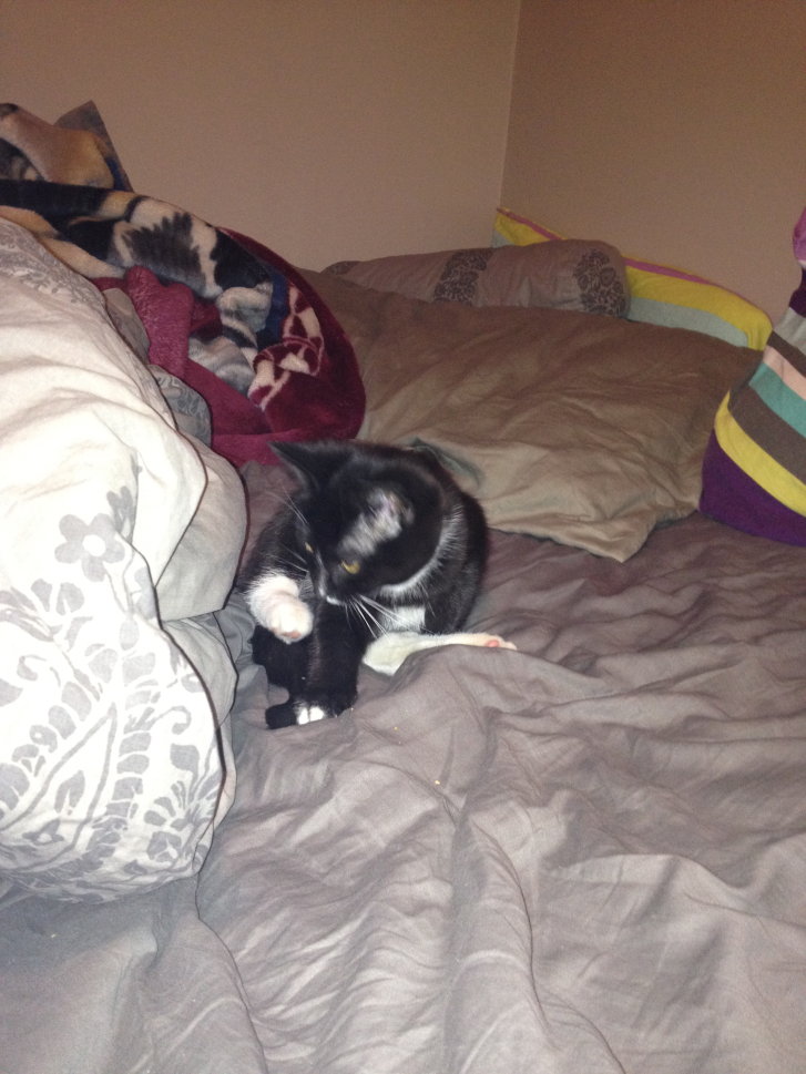 Picture of a cat / kitten / feline