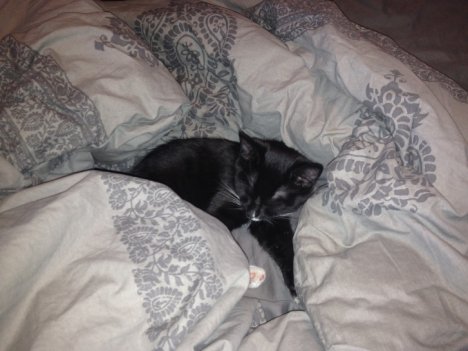 Picture of a cat / kitten / feline