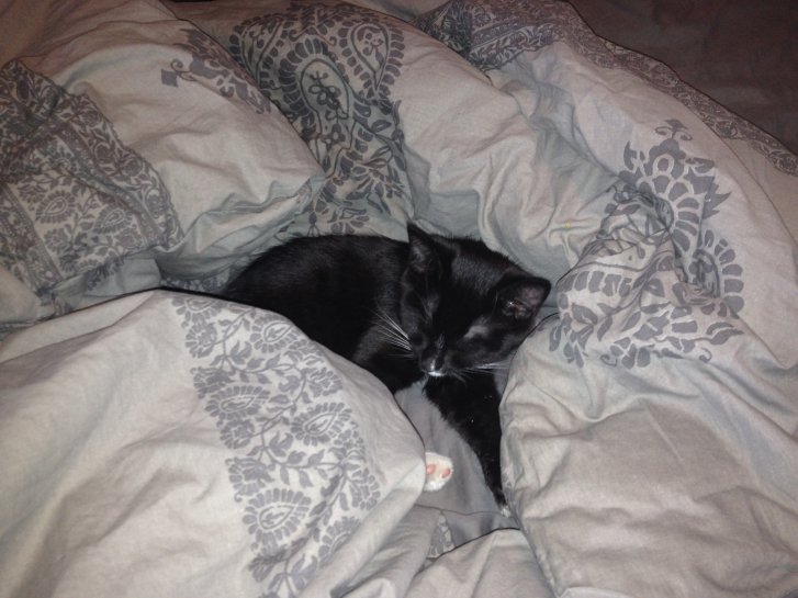 Picture of a cat / kitten / feline