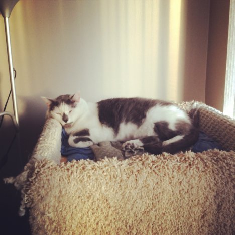 Picture of a cat / kitten / feline