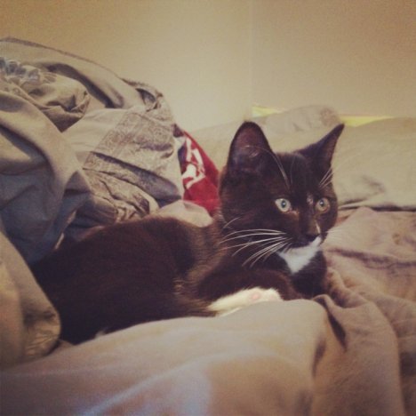 Picture of a cat / kitten / feline