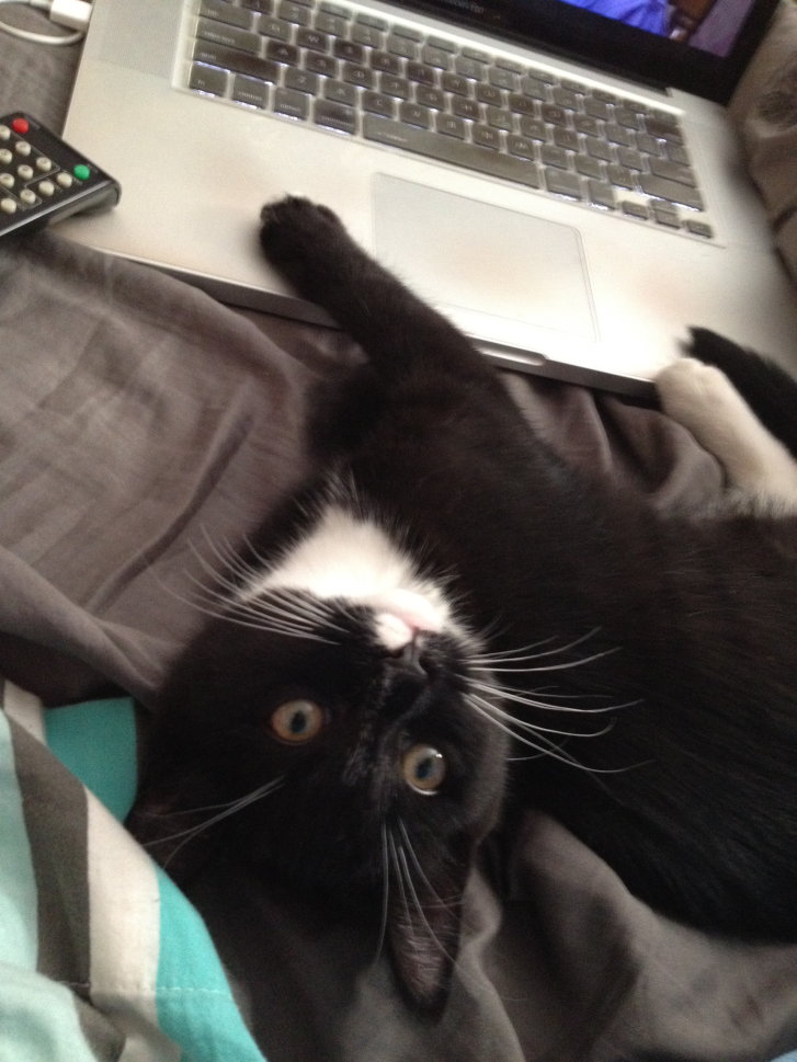 Picture of a cat / kitten / feline