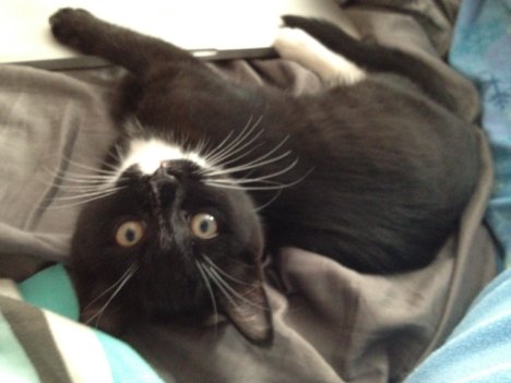 Picture of a cat / kitten / feline