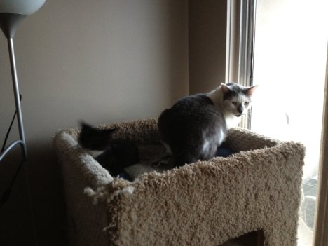 Picture of a cat / kitten / feline