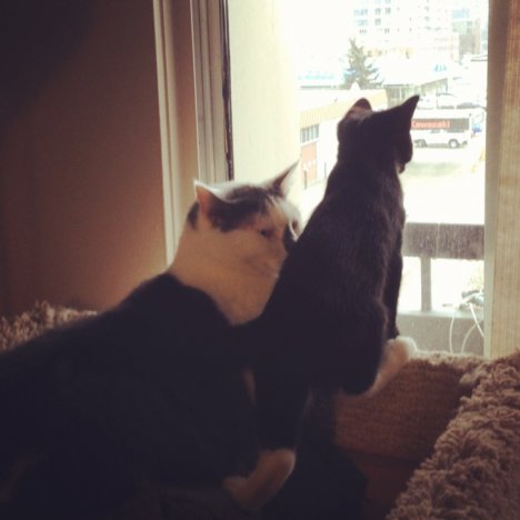 Picture of a cat / kitten / feline