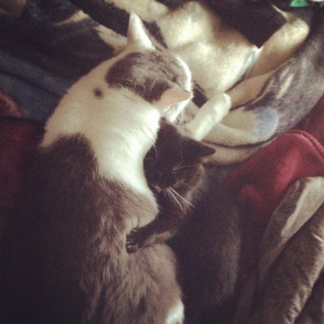 Picture of a cat / kitten / feline