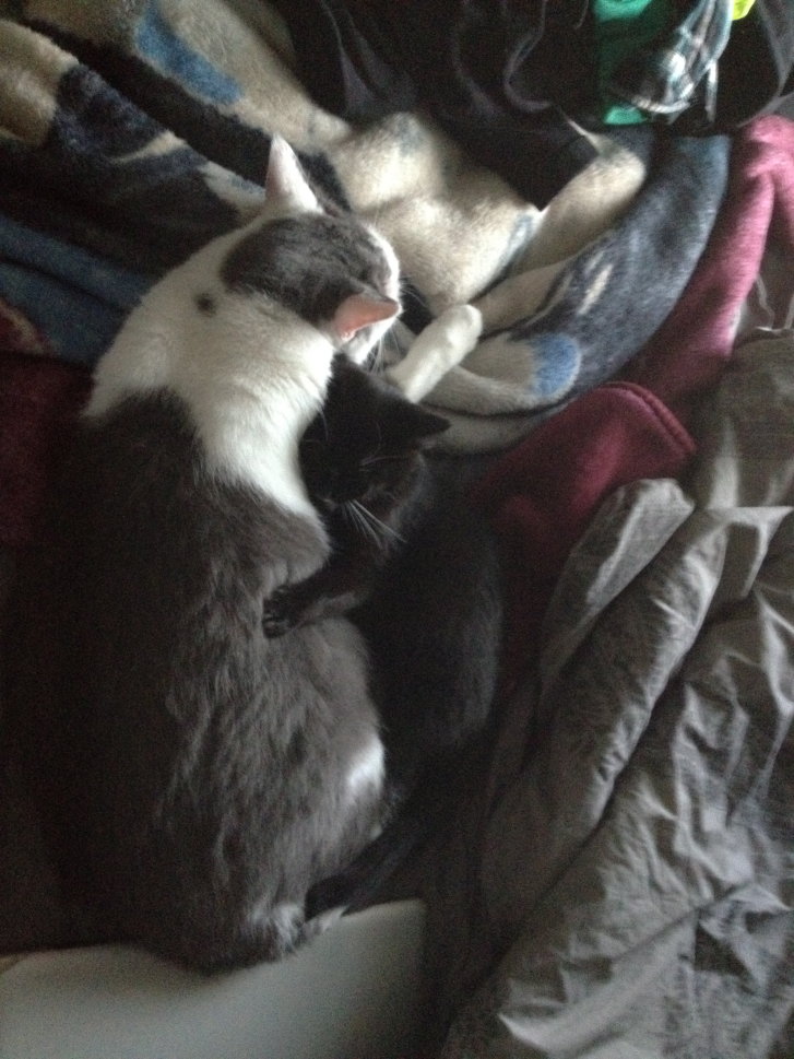 Picture of a cat / kitten / feline