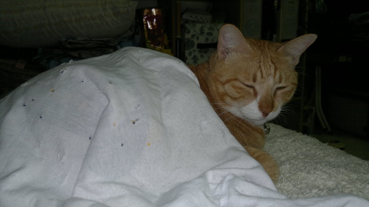 Picture of a cat / kitten / feline