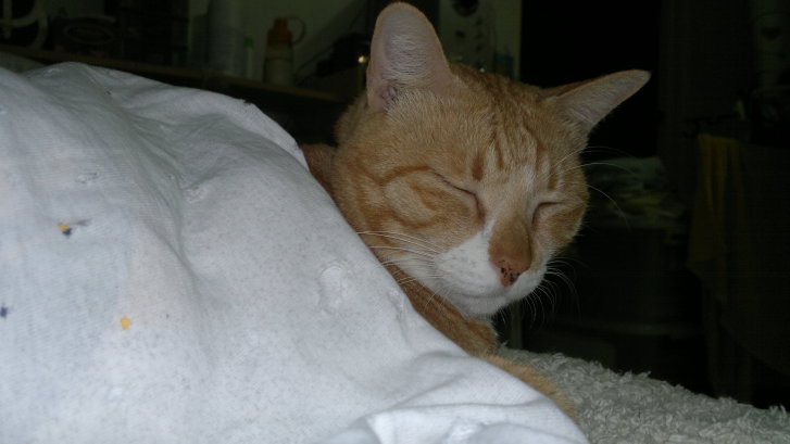 Picture of a cat / kitten / feline