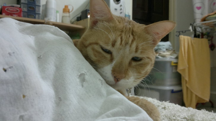 Picture of a cat / kitten / feline